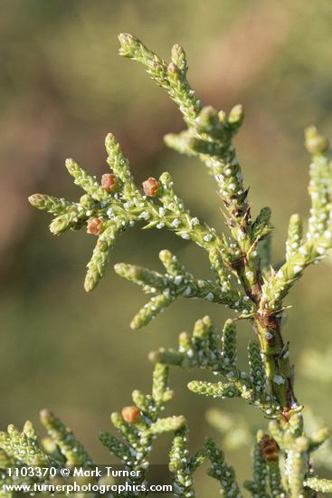 Juniperus californica