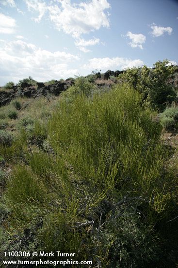 Ephedra viridis