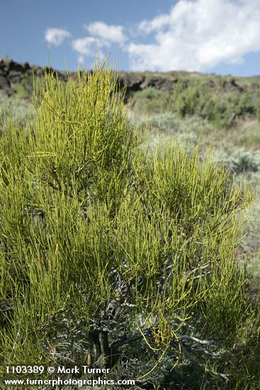 Ephedra viridis