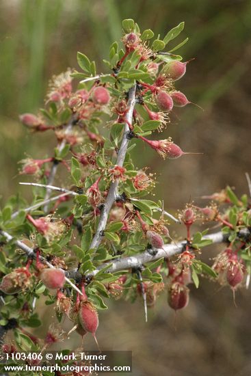 Prunus andersonii