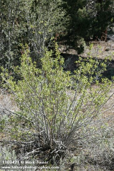 Chamaebatiaria millefolium