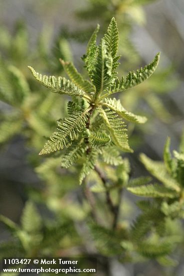 Chamaebatiaria millefolium