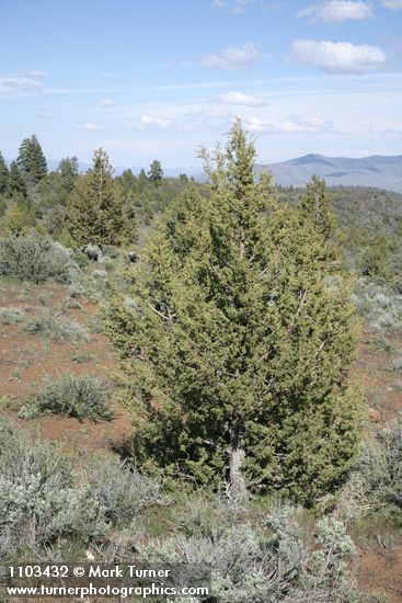 Juniperus occidentalis; Artemisia tridentata