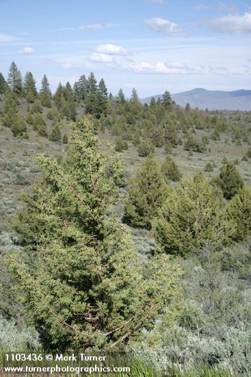 Juniperus occidentalis; Artemisia tridentata