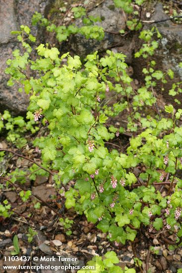 Ribes nevadense