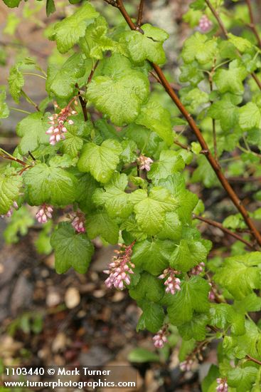 Ribes nevadense