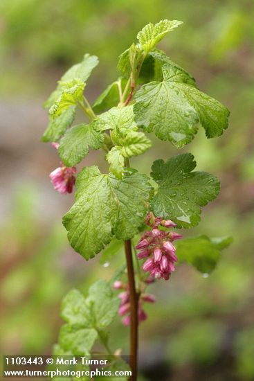 Ribes nevadense