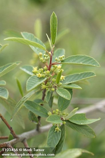 Frangula rubra (Rhamnus rubra)