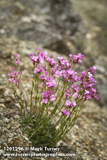 Arabis aculeolata