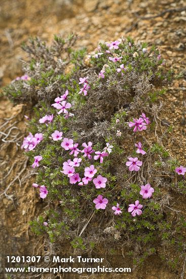 Phlox diffusa