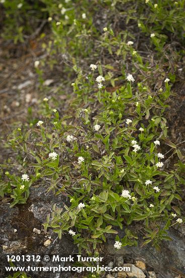 Whipplea modesta