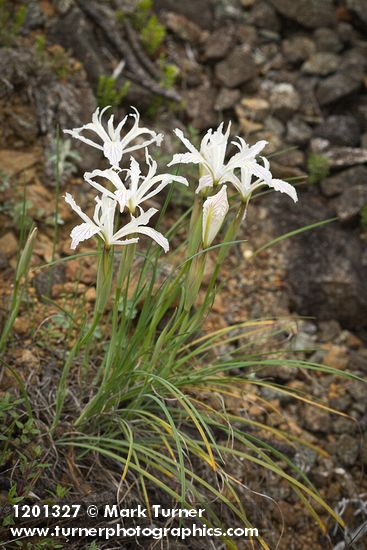 Iris chrysophylla