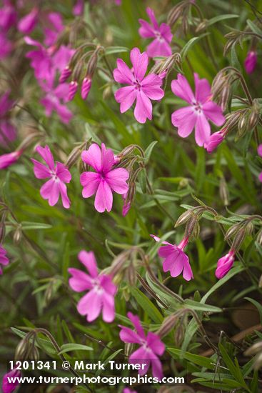 Phlox speciosa