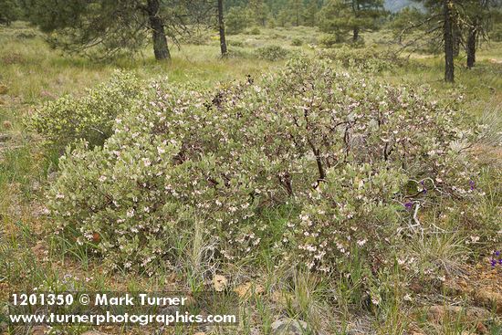 Arctostaphylos canescens