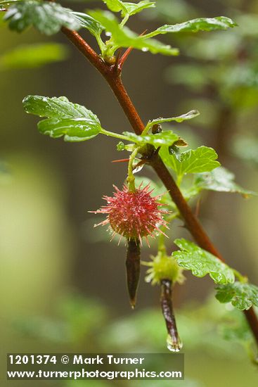 Ribes roezlii