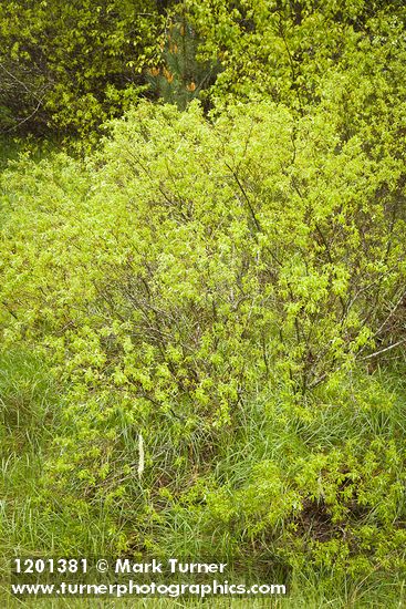 Salix tracyi