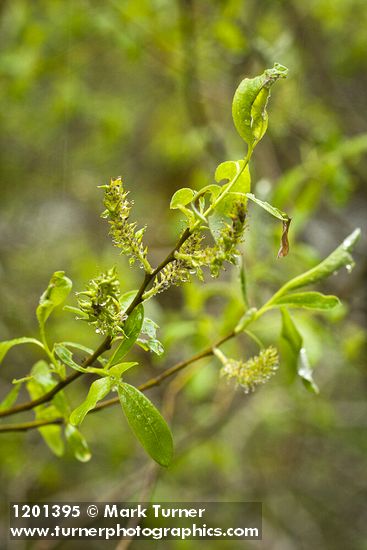 Salix tracyi