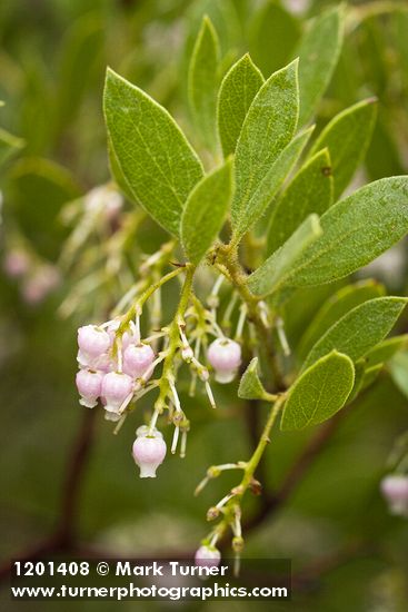 Arctostaphylos glandulosa