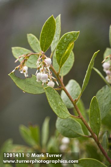 Arctostaphylos glandulosa