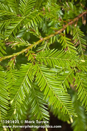 Sequoia sempervirens