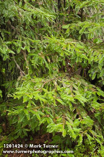 Sequoia sempervirens