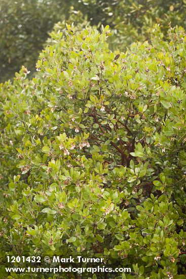 Arctostaphylos bakeri