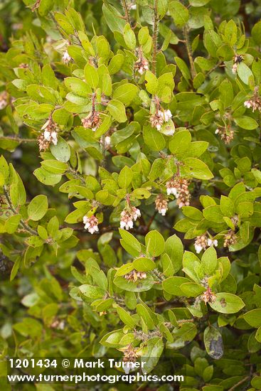 Arctostaphylos bakeri