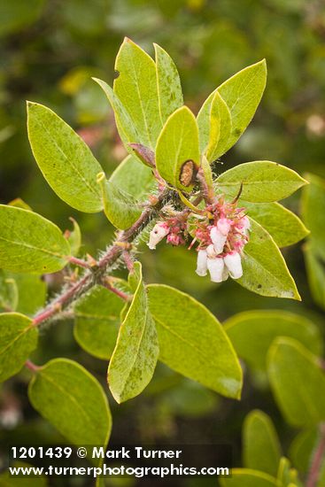 Arctostaphylos bakeri