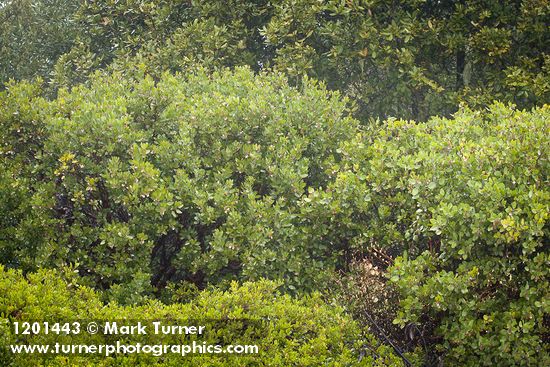 Arctostaphylos bakeri; A. nevadensis; Lithocarpus densiflorus