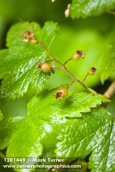 Ribes laxiflorum