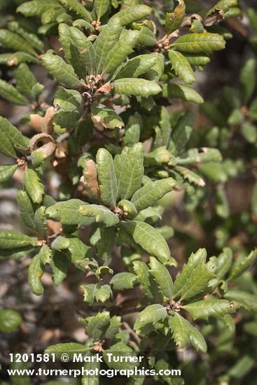 Quercus durata