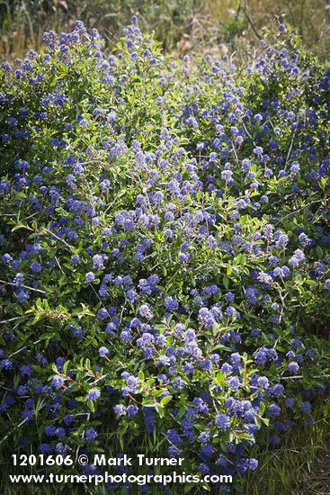 Ceanothus leucodermis