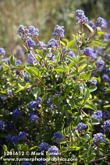 Ceanothus leucodermis