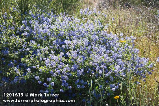 Ceanothus leucodermis