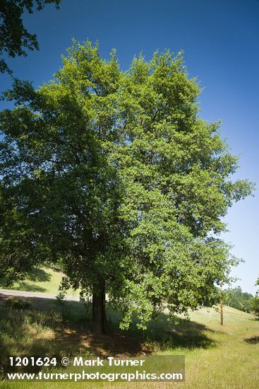 Quercus wislizeni