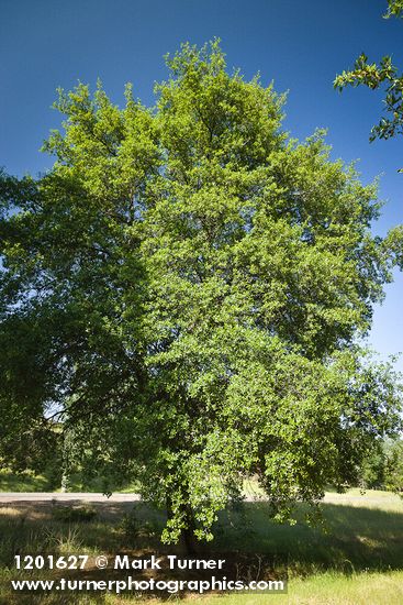 Quercus wislizeni