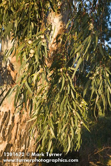 Eucalyptus globulus