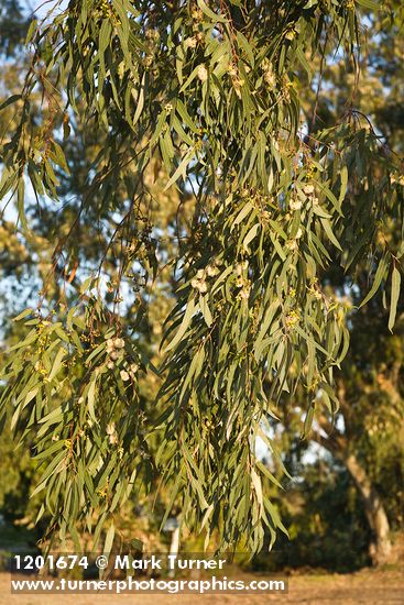 Eucalyptus globulus