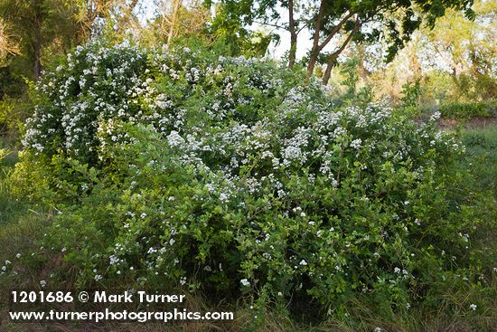 Rosa multiflora