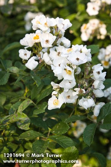 Rosa multiflora