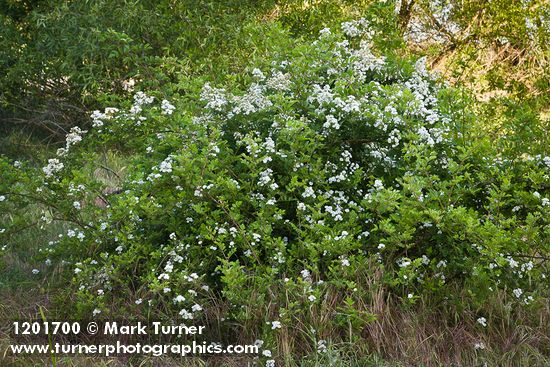 Rosa multiflora