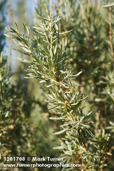 Atriplex canescens