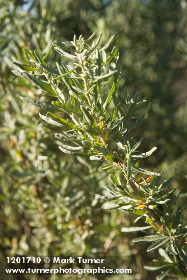 Atriplex canescens