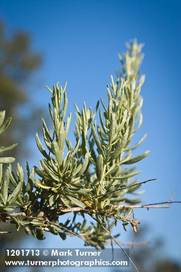 Atriplex canescens