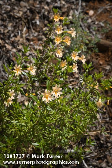 Diplacus grandiflorus