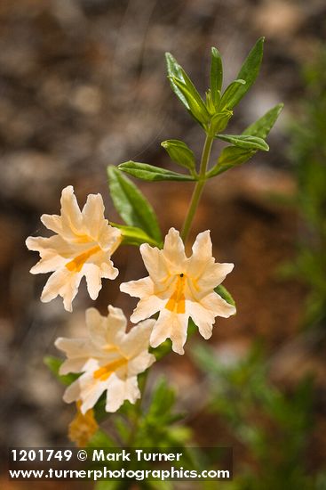 Diplacus grandiflorus