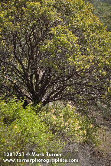 Diplacus grandiflorus; Arctostaphylos sp.