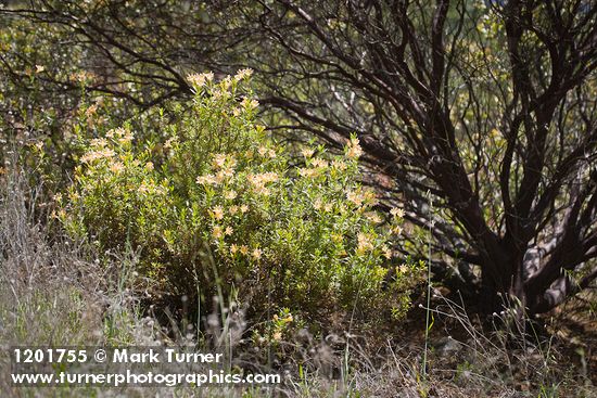 Diplacus grandiflorus; Arctostaphylos sp.