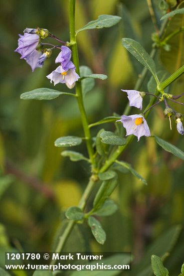 Solanum parishii