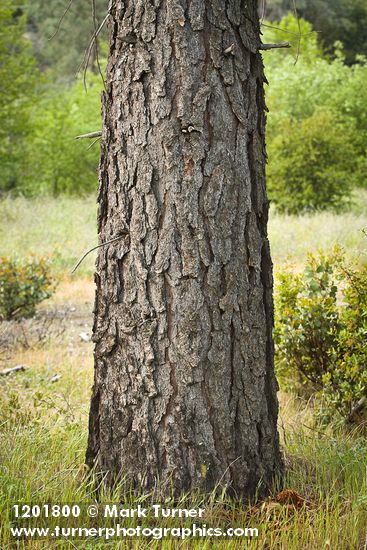 Pinus sabiniana